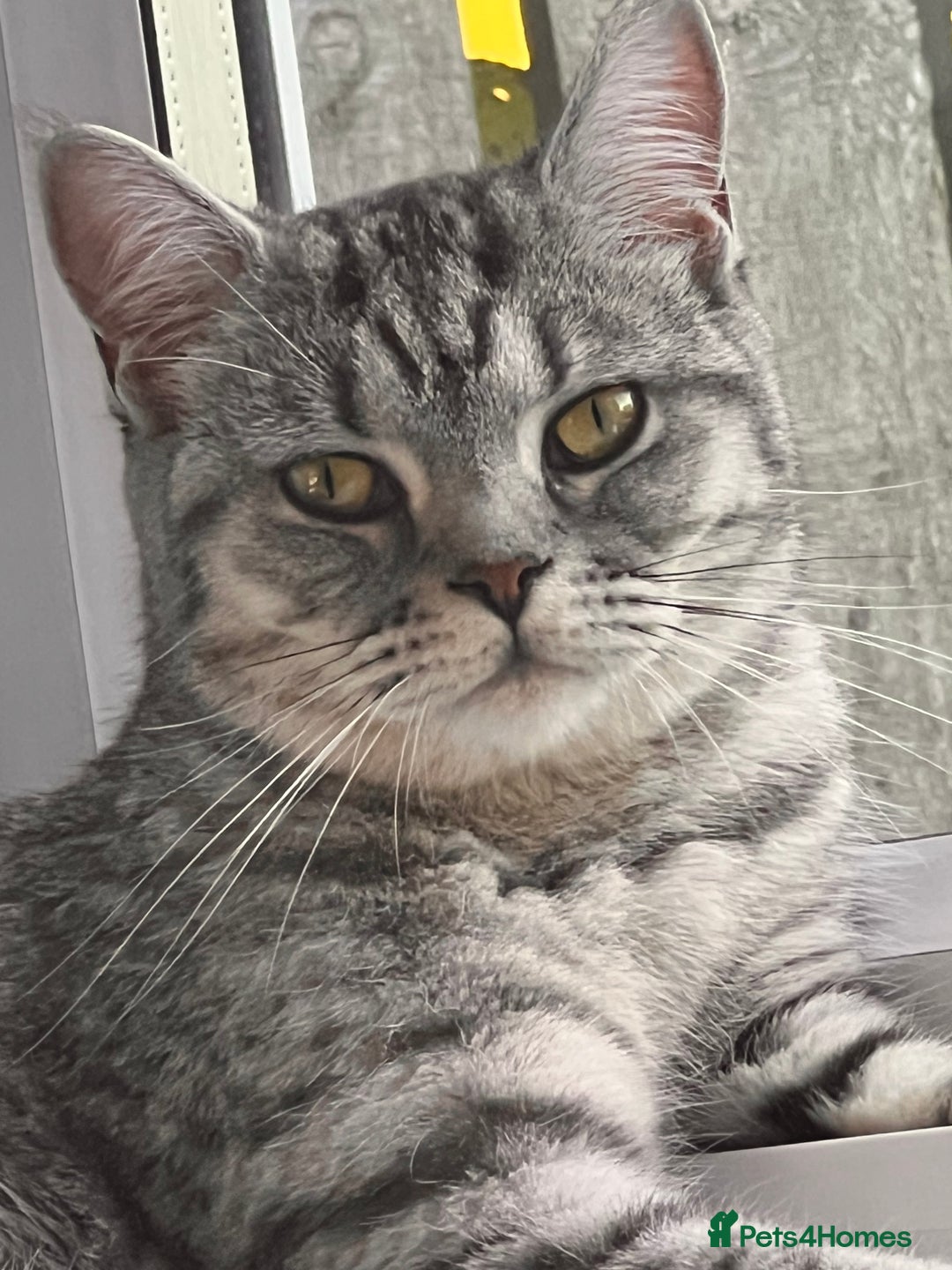 British Shorthair cats for sale: British Shorthair X  - Image 1