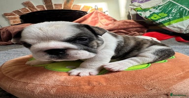 English Bulldog dogs Breed Standard Bulldog Puppies - Advert 15