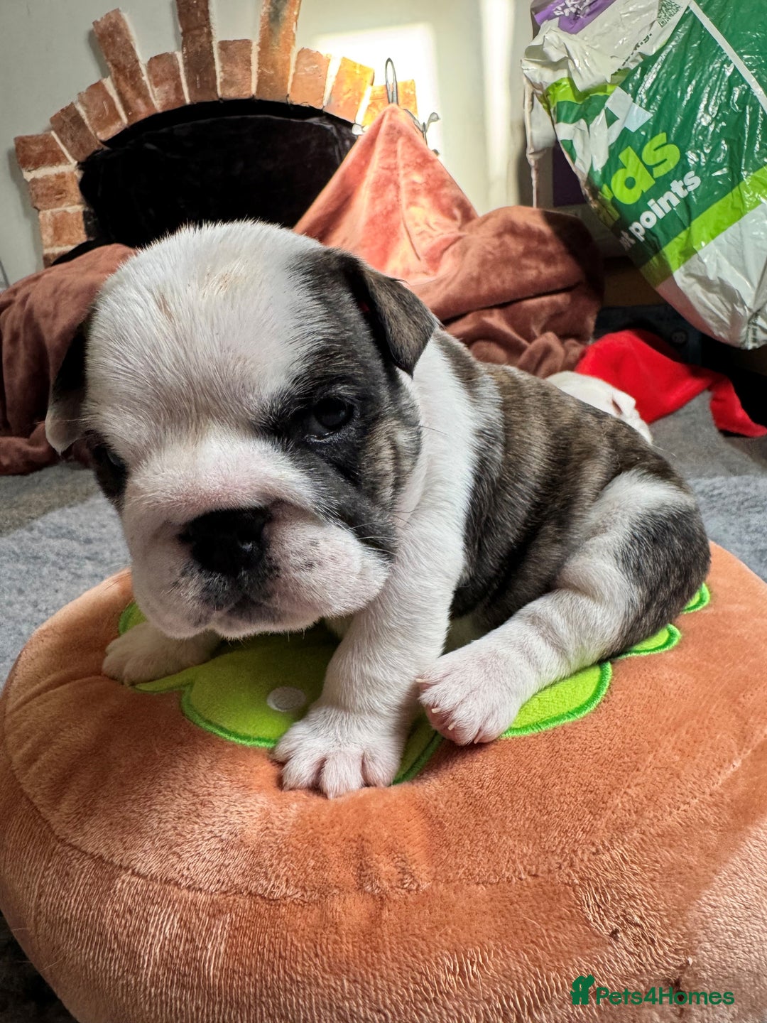 English Bulldog dogs for sale: Breed Standard Bulldog Puppies - Advert 4