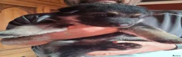 German Shepherd dogs for sale: German shepherd pups in Doncaster - Advert 7