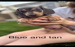 Miniature Dachshund dogs for sale: Miniature dachshund puppies ready 10/08/25 - Image 16