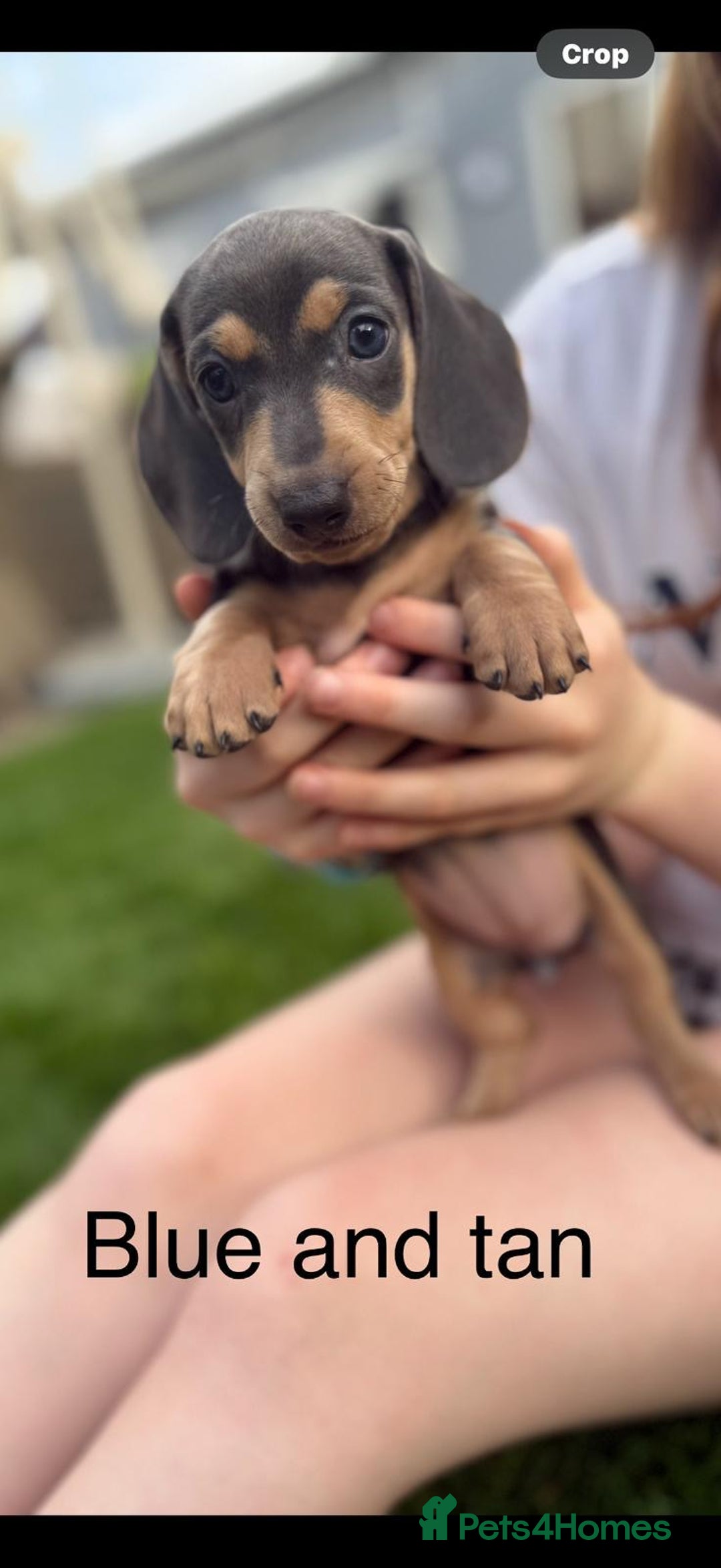 Miniature Dachshund dogs for sale: Miniature dachshund puppies ready 10/08/25 - Image 16
