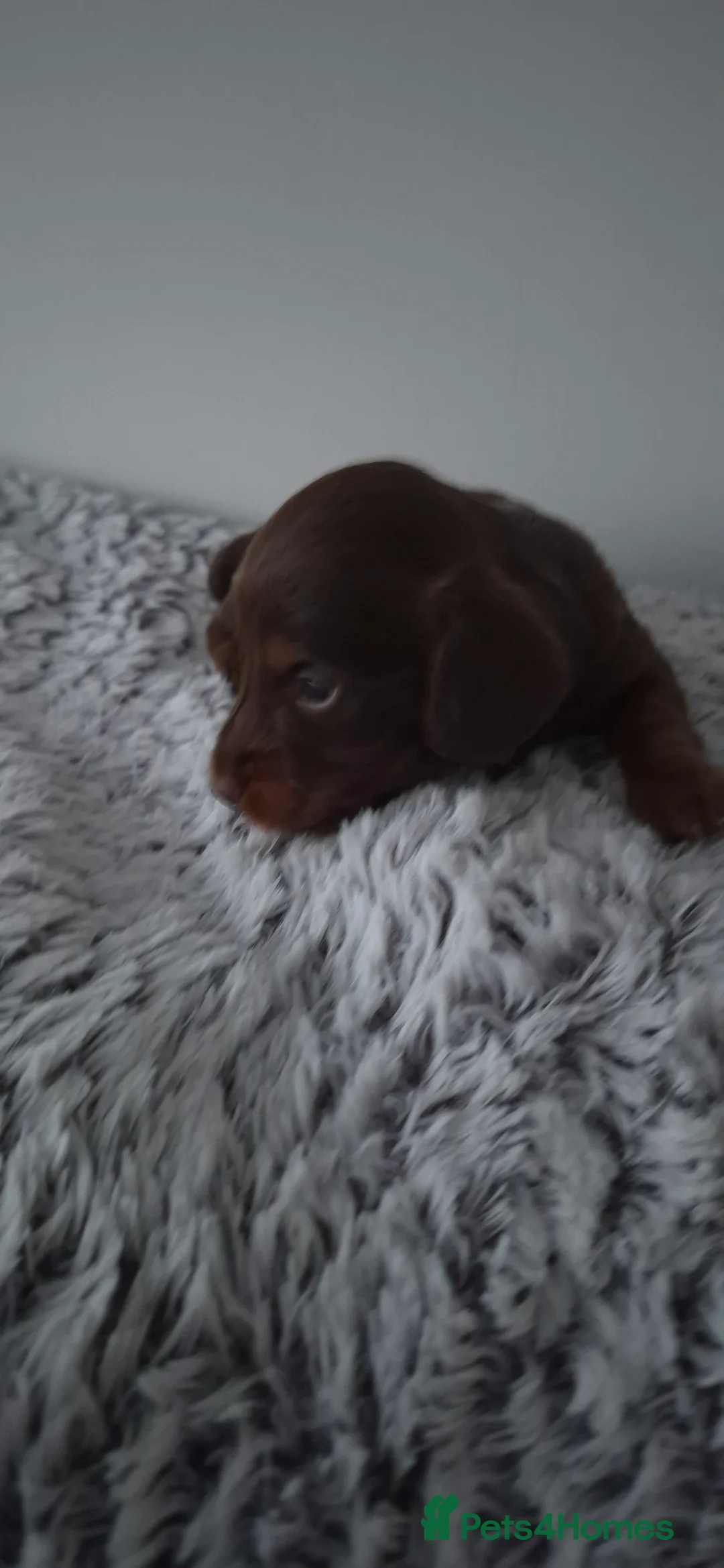 Dachshund dogs for sale: Miniature dachshunds long hair boys puppies - Advert 16