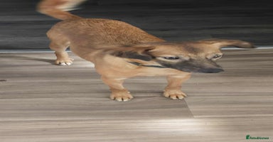 Mixed Breed dogs - Advert 6
