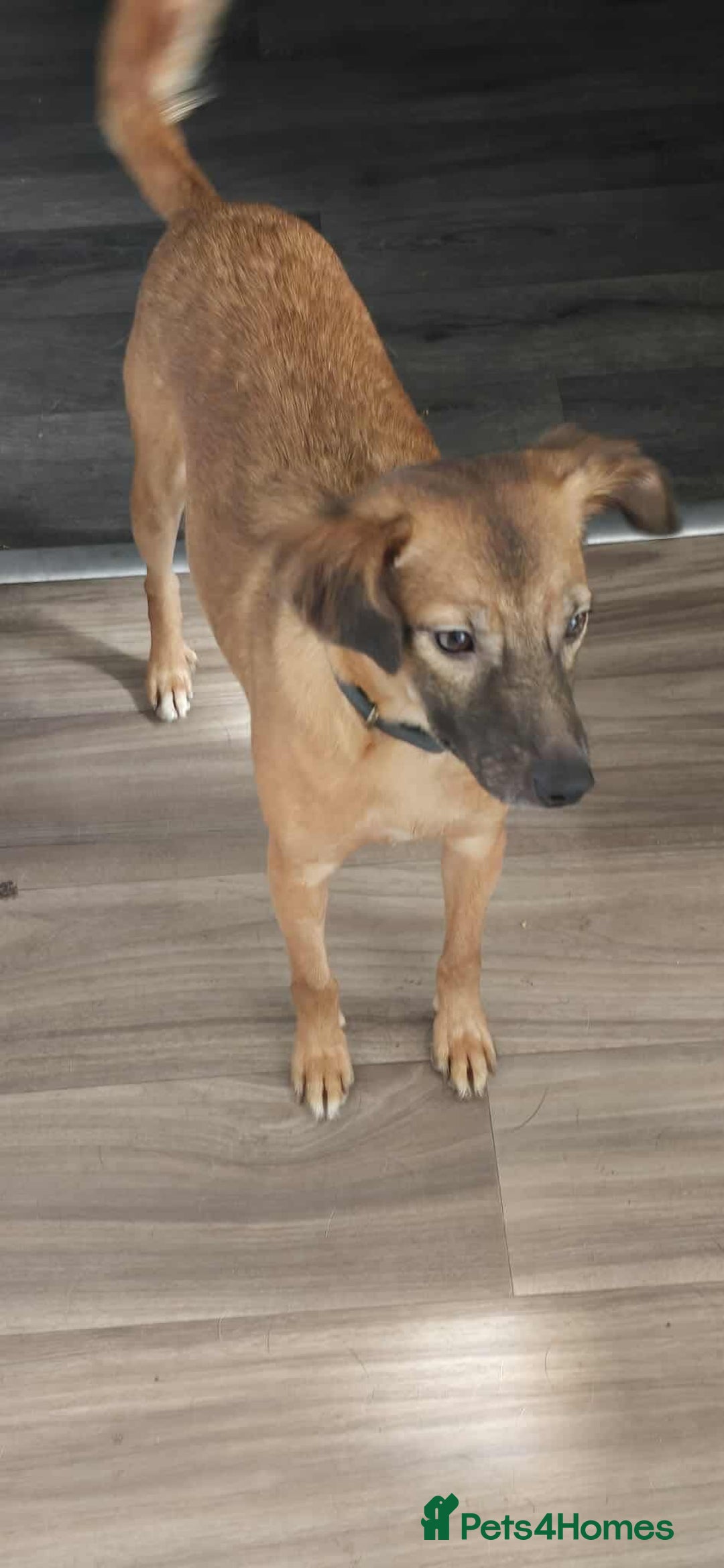 Mixed Breed dogs for adoption: Gorgeous little Lila - Image 2
