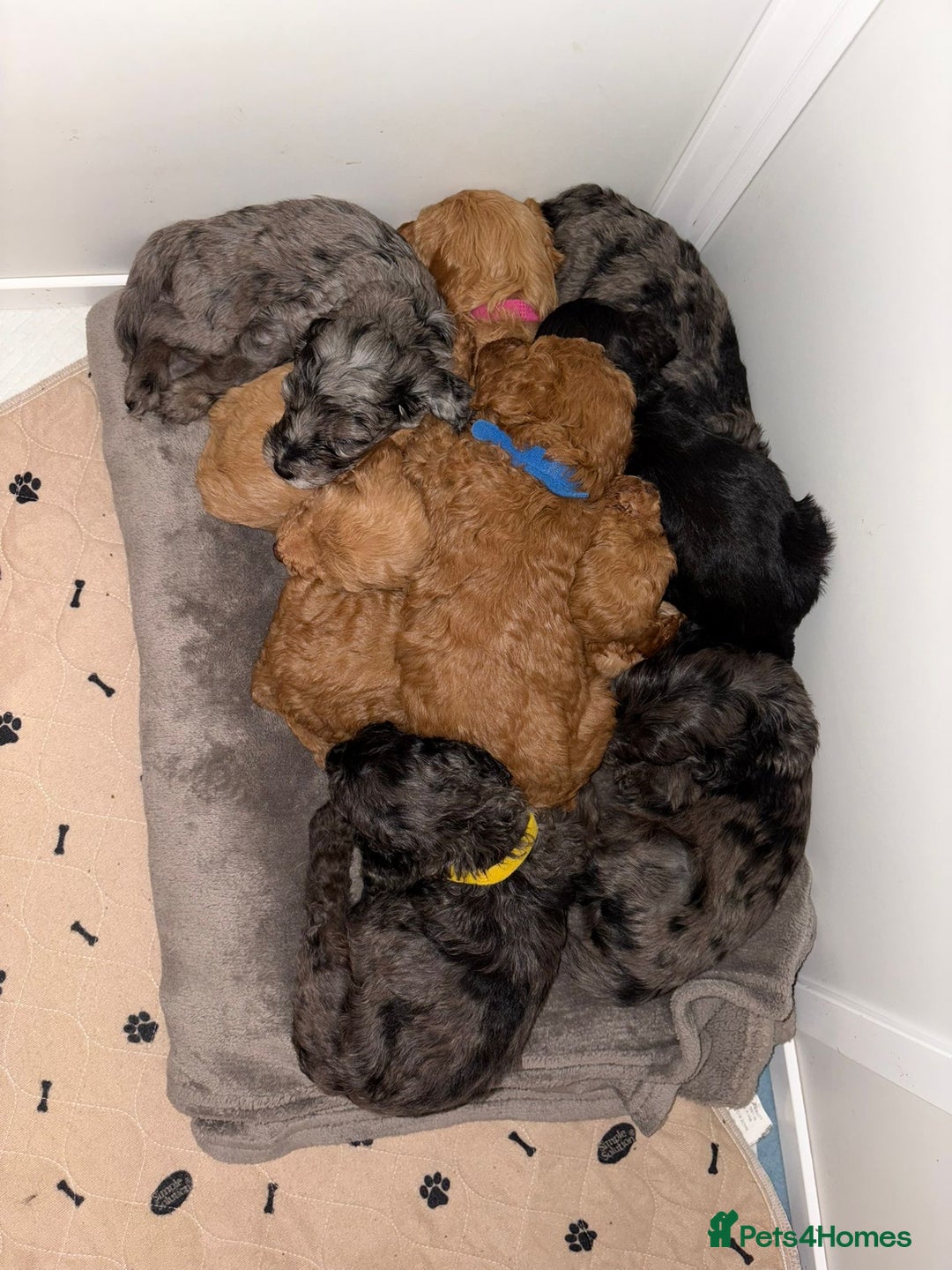 Cockapoo dogs for sale: F1bb mini cockapoo puppies  - Image 9