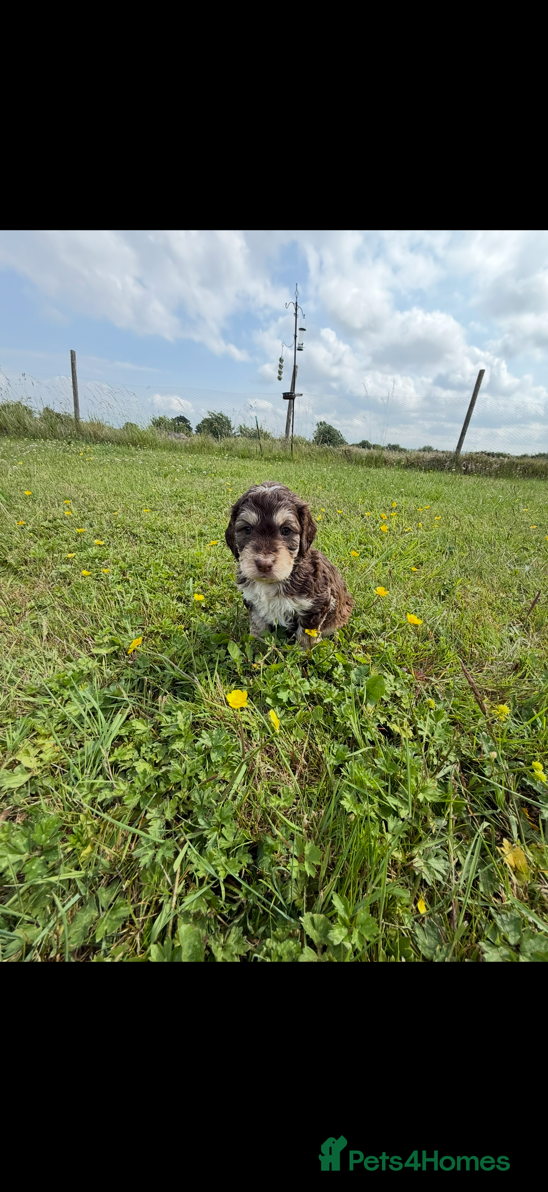 Cockapoo dogs for sale: Beautiful Cockapoo Puppies  - Image 9