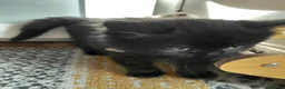 Mixed Breed cats for sale: 5 kittens are looking for a forever home - Advert 5