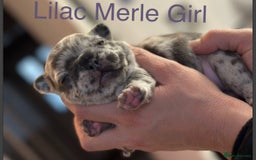French Bulldog dogs for sale: 4 Beautiful Girl Frenchie's  - Image 1
