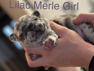 French Bulldog dogs - Advert 9