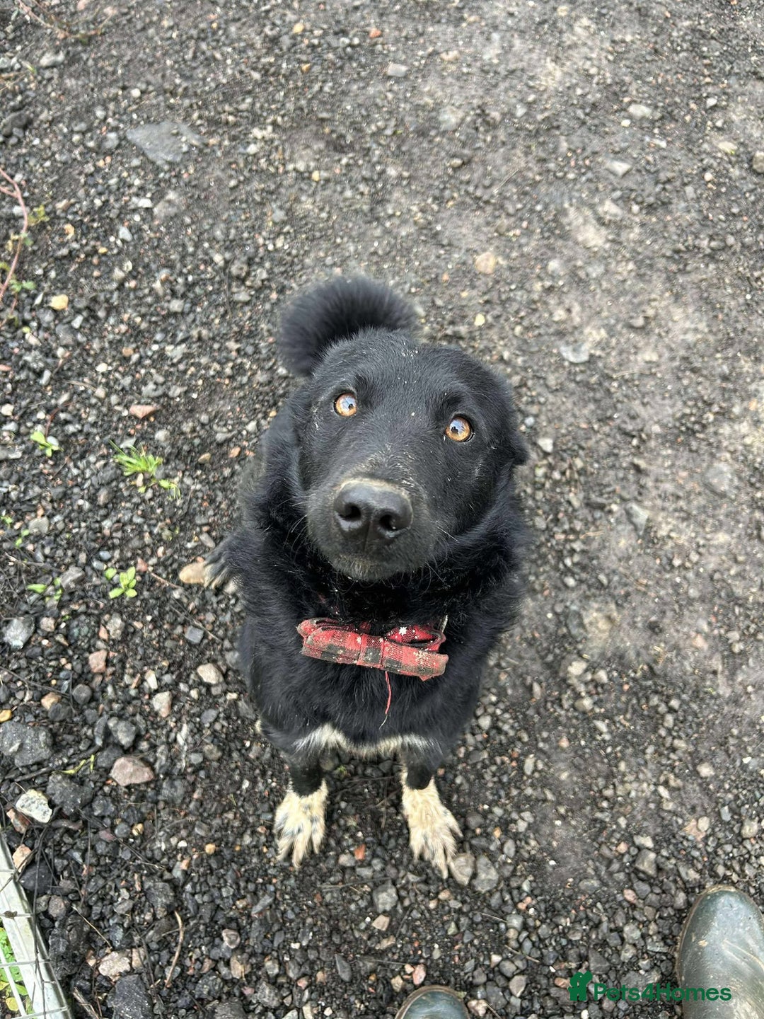 Mixed Breed dogs for adoption: BEAR  - Advert 1