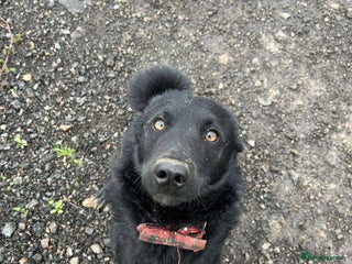 Mixed Breed dogs BEAR - Advert 1