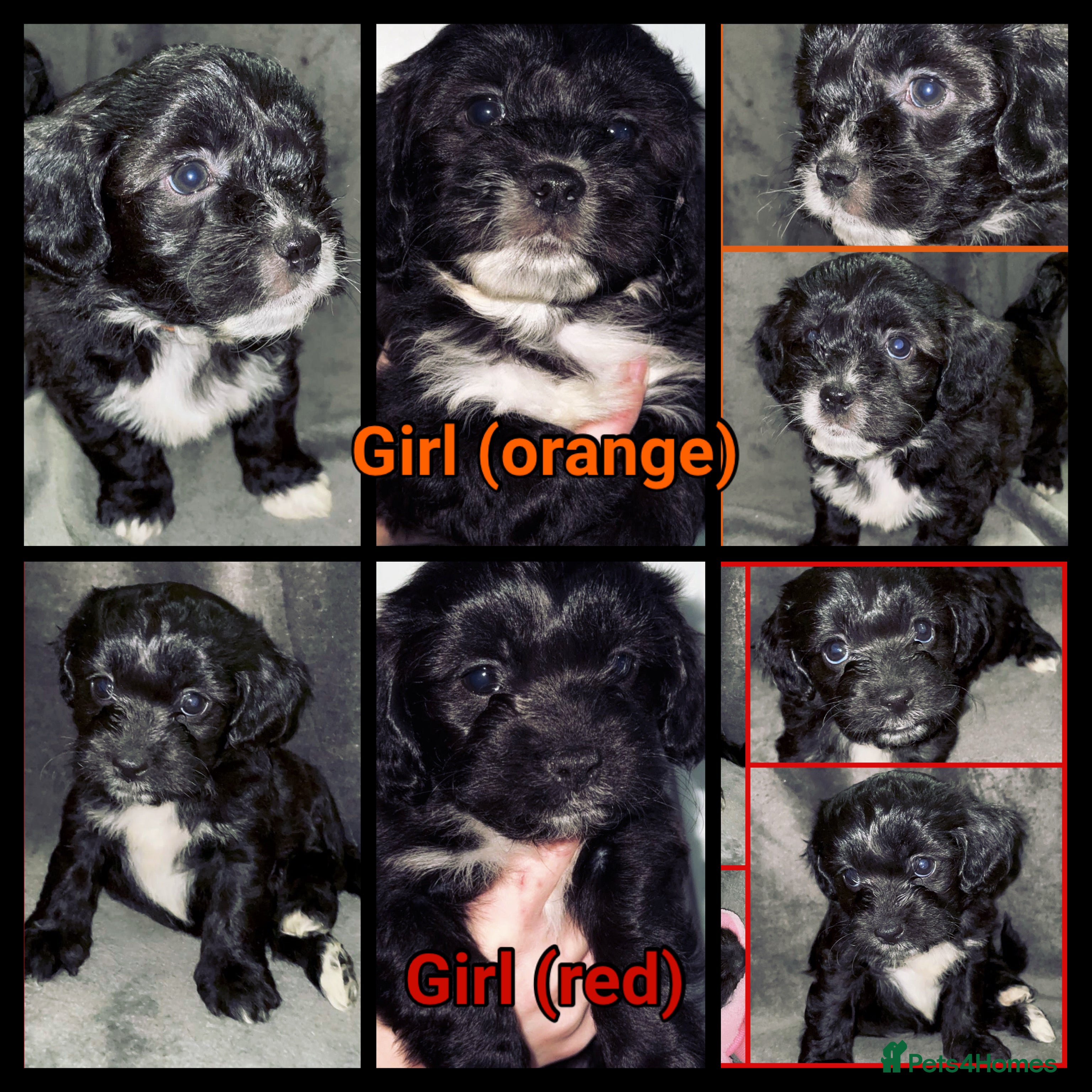 Mixed Breed dogs LAST 2x female Sproodle x ShihTzu pups ready 26/01 - Advert 4