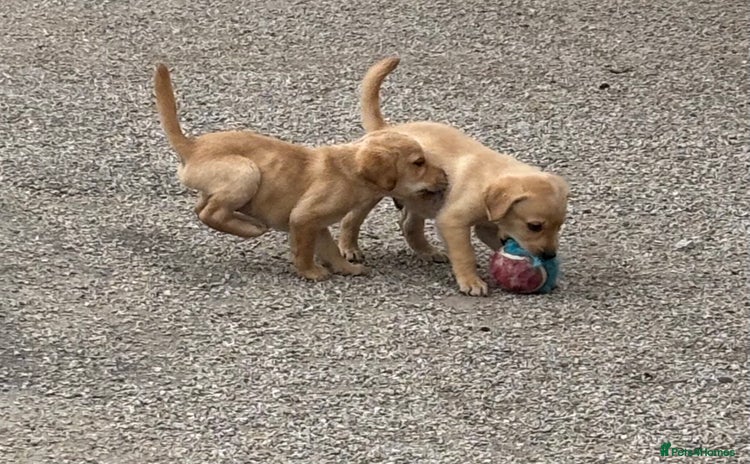 Labrador Retriever dogs - Advert 8