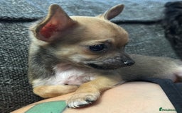 Chihuahua dogs for sale: 4 Gorgeous Chihuahua puppies  - Image 12