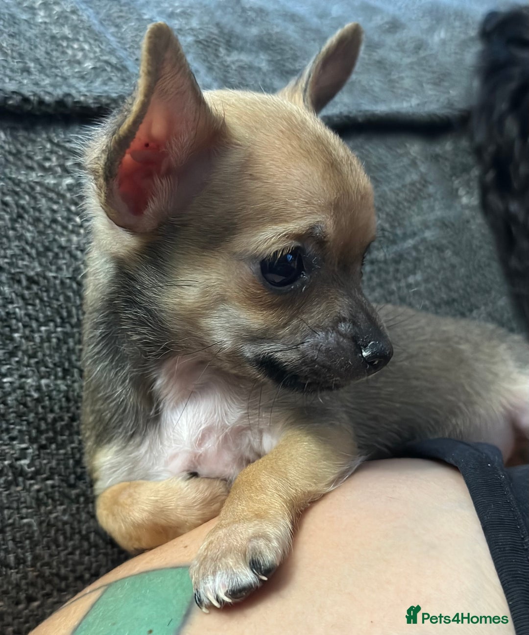 Chihuahua dogs for sale: 4 Gorgeous Chihuahua puppies  - Image 12