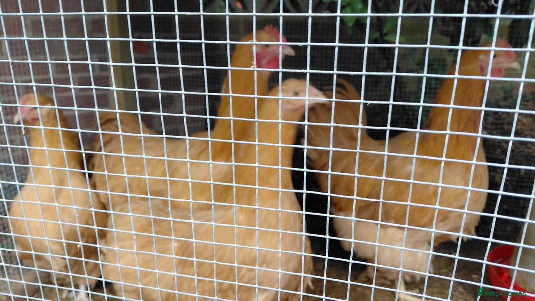Chickens poultry for sale: Buff Orpington chicks 1 week old - Advert 3