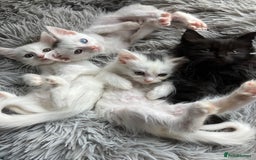Mixed Breed cats for sale: Lovely little kittens for sale - Image 10
