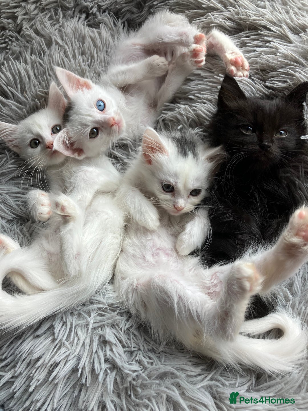 Mixed Breed cats for sale: Lovely little kittens for sale - Image 10