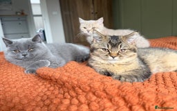 British Shorthair cats for sale: British Shorthair GCCF Champion line Kitten✨ - Image 3
