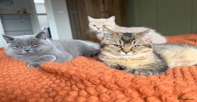 British Shorthair cats - Advert 10