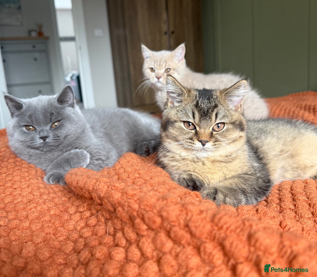 British Shorthair cats for sale: British Shorthair GCCF Champion line Kitten✨ - Image 3