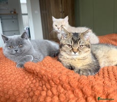 British Shorthair cats - Advert 10