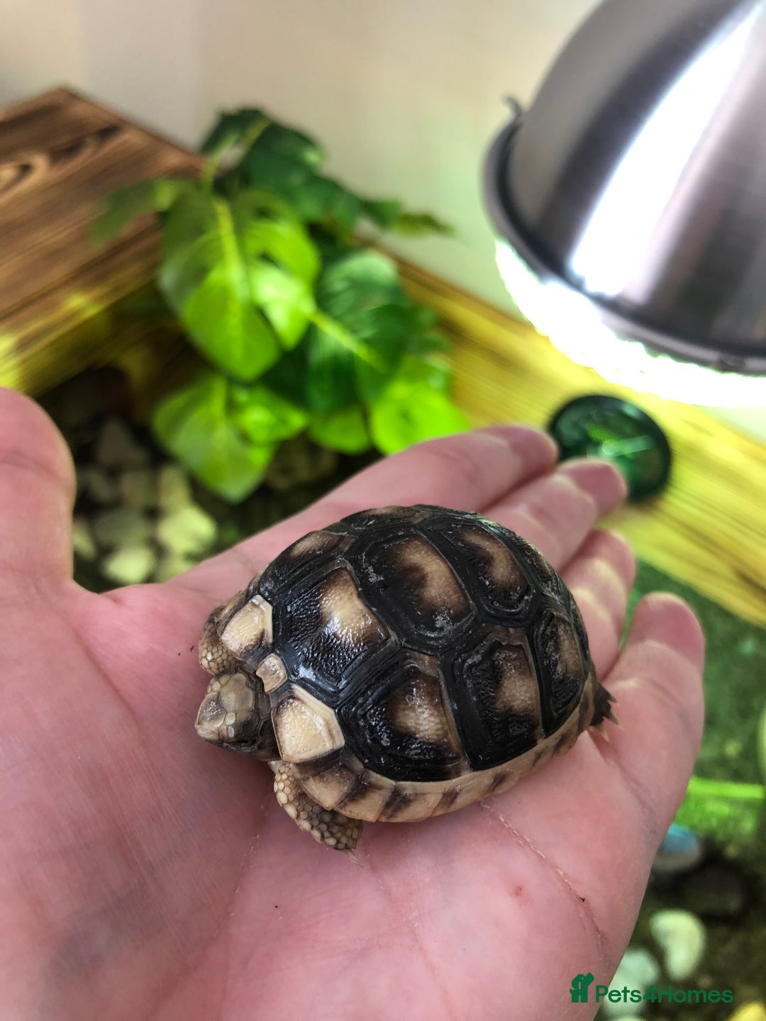 Tortoise reptiles for sale: Marginated Male Tortoise 4yrs old - Advert 4