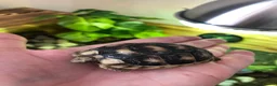 Tortoise reptiles for sale: Marginated Male Tortoise 5 year old - Advert 4