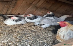 Chickens poultry for sale: Brahma chicken - Image 1
