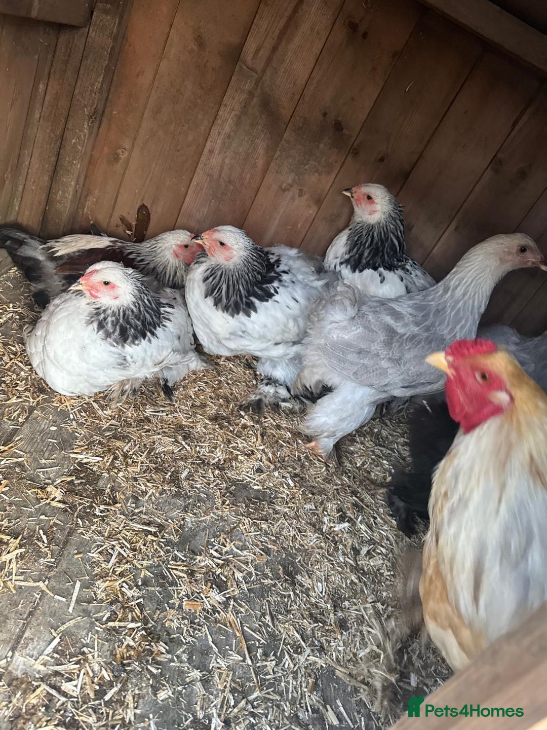 Chickens poultry for sale: Brahma chicken - Image 1