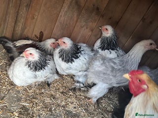 Chickens poultry - Advert 1