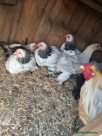 Chickens poultry - Advert 9