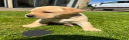 Labrador Retriever dogs for sale: Beautiful Fox Red Labrador Retriever Puppies  in Bishop Auckland - Advert 5