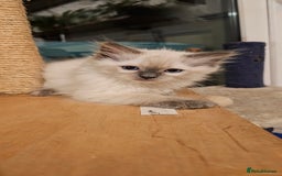 Ragdoll cats for sale: Adorable Ragdoll Kittens for Sale! 🐱✨ - Image 9