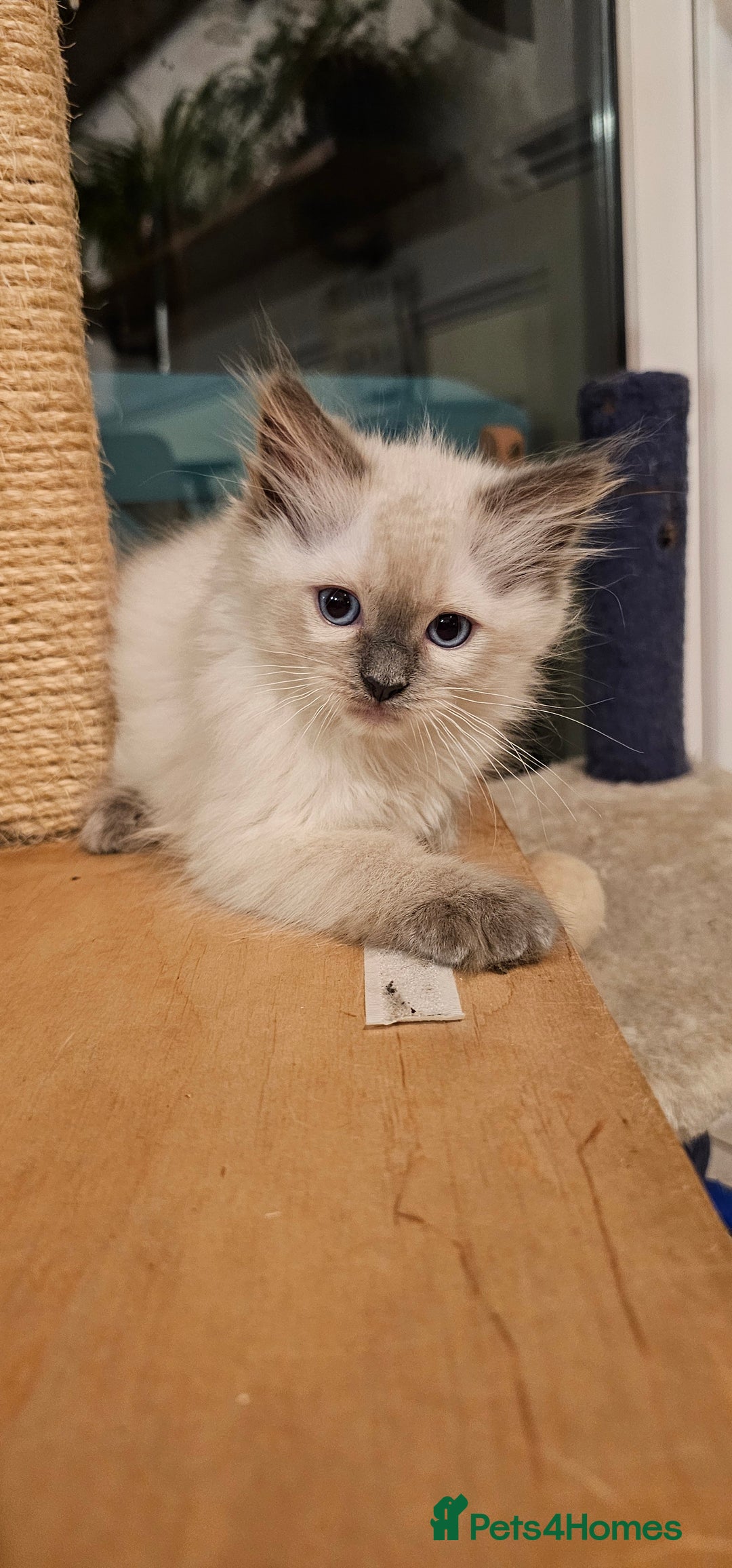 Ragdoll cats for sale: Adorable Ragdoll Kittens for Sale! 🐱✨ - Image 9