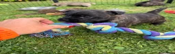 Cairn Terrier dogs for sale: Beautiful KC Reg Cairn Terrier Puppies 🐾  - Advert 11