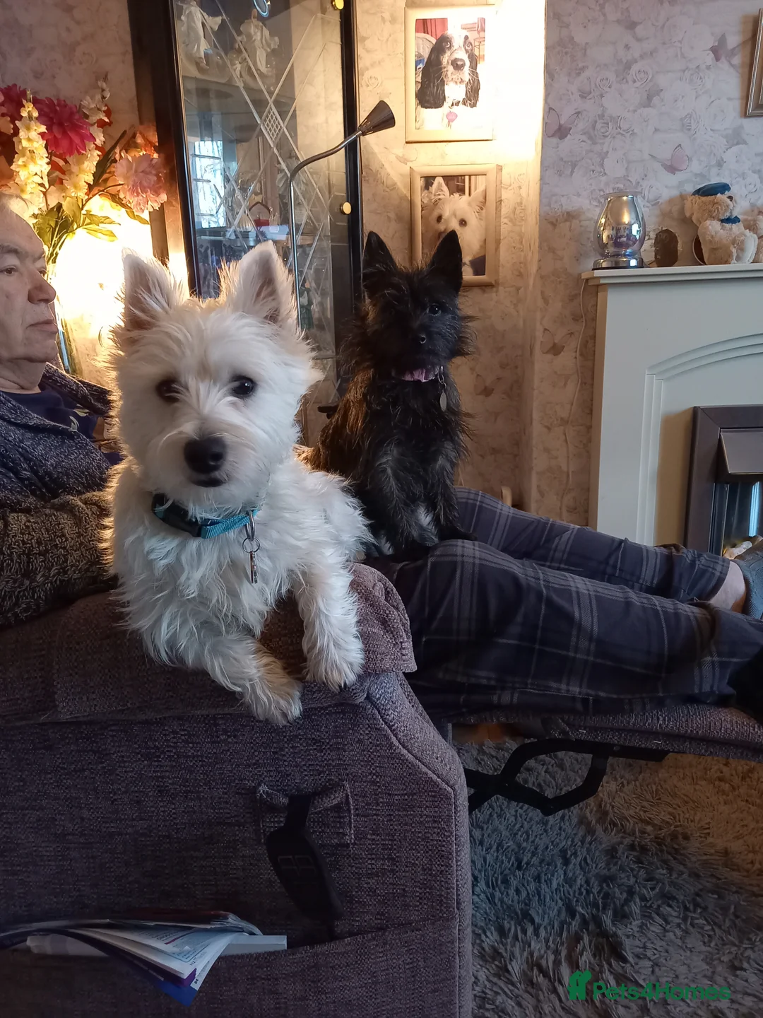 West Highland Terrier dogs for sale: Mrs Helen Kerry  - Advert 5