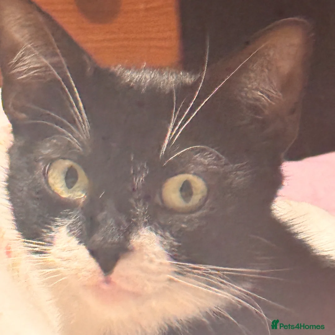 British Longhair cats for sale: Beautiful kittens  - Advert 9