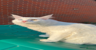 Maine Coon cats - Advert 2