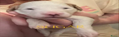 Sugar