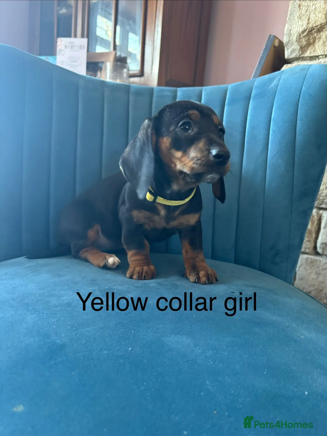 Dachshund dogs for sale: Beautiful Daschund Puppies  in Keighley - Advert 1