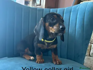 Dachshund dogs Beautiful Daschund Puppies - Advert 6