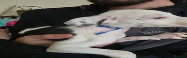 Boy 2