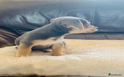 Jack Russell dogs for sale: Outstanding miniature Jack Russell puppies  - Image 3