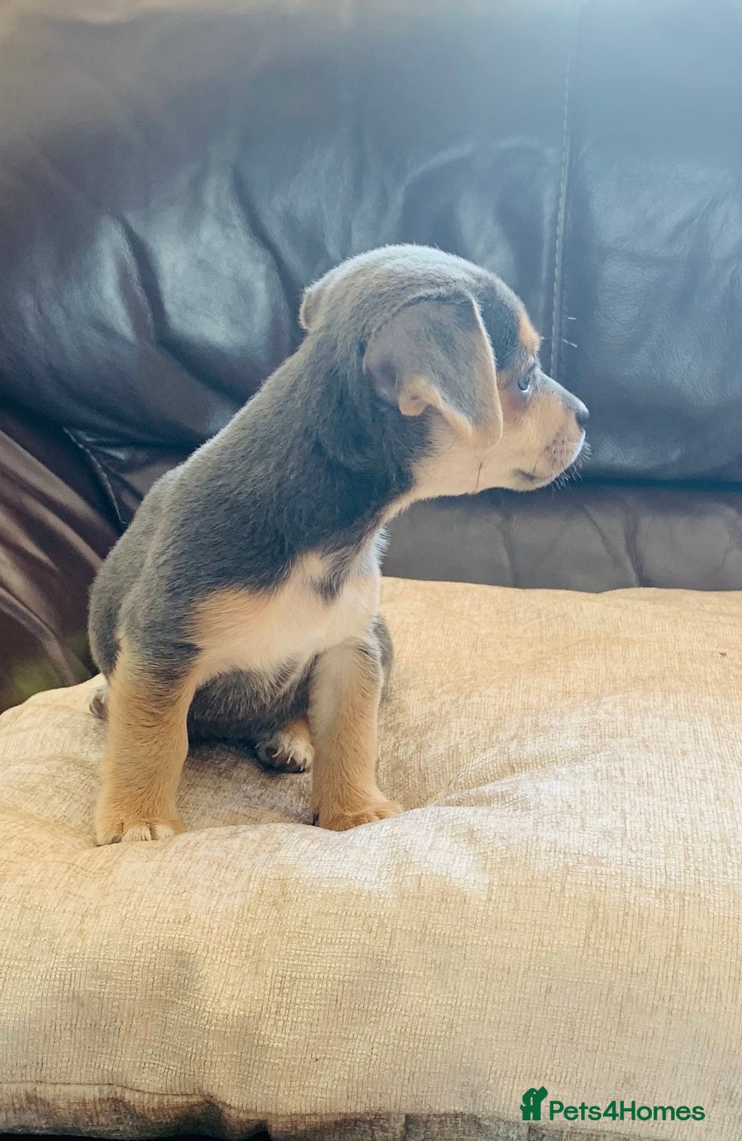 Jack Russell dogs for sale: Outstanding miniature Jack Russell puppies  - Image 3