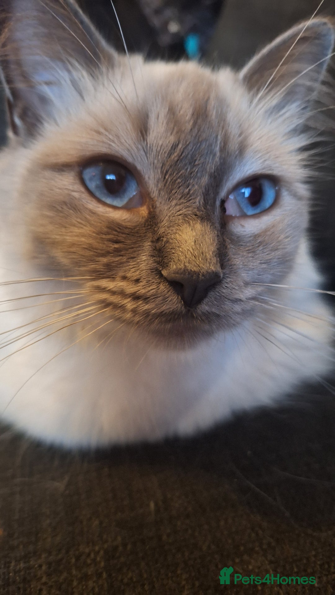 Ragdoll cats for sale: Blue Point Ragdoll - Image 2