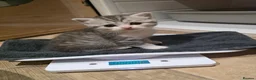 Scottish Fold cats for sale: Beautiful Tica Registered Babies - Advert 6