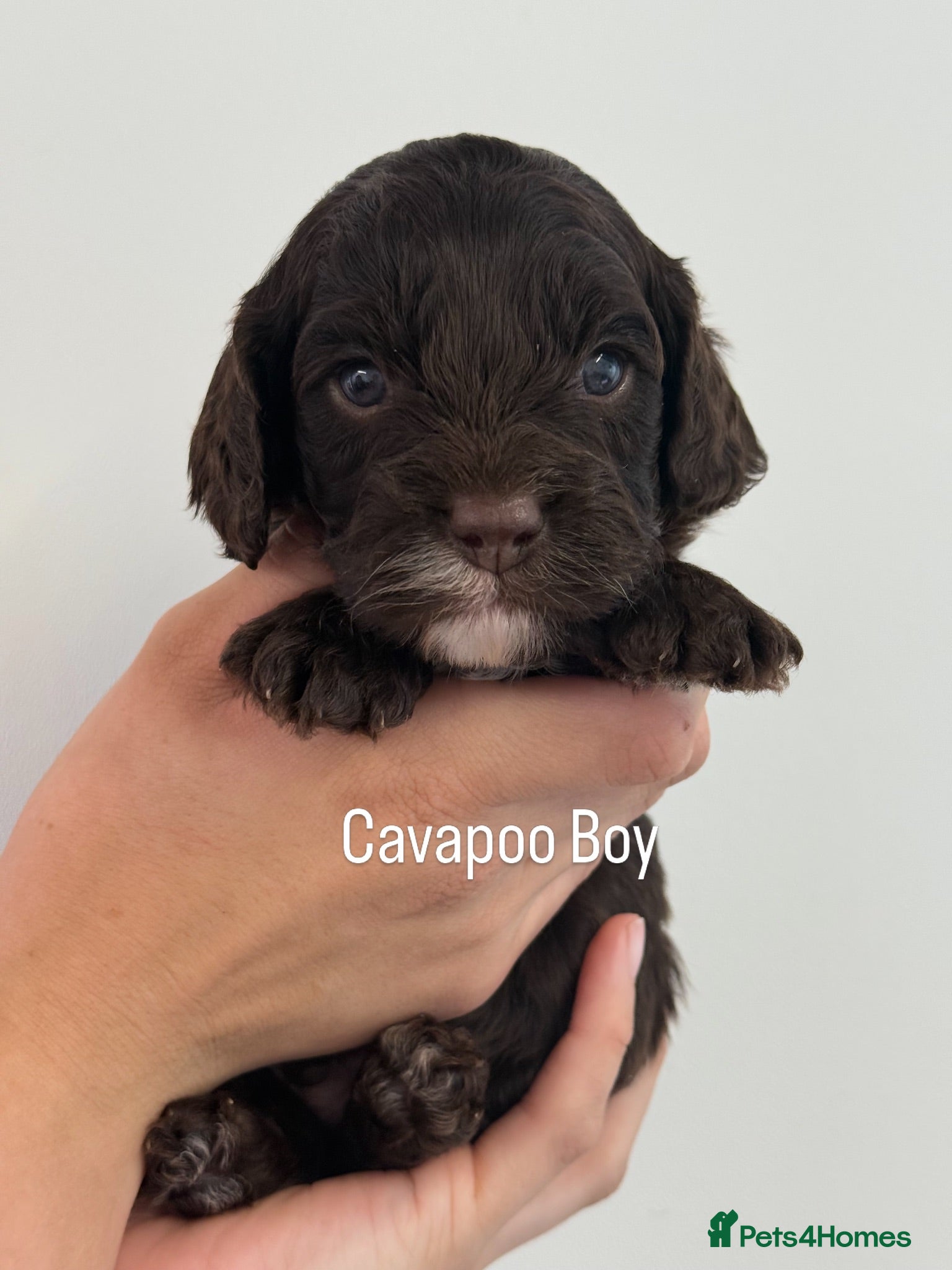 Cavapoo dogs Chocolate F1 Cavapo’s  - Advert 2