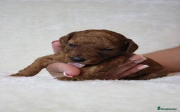 Cavapoo dogs for sale: Fox RED Cavapoo Puppies - Image 13